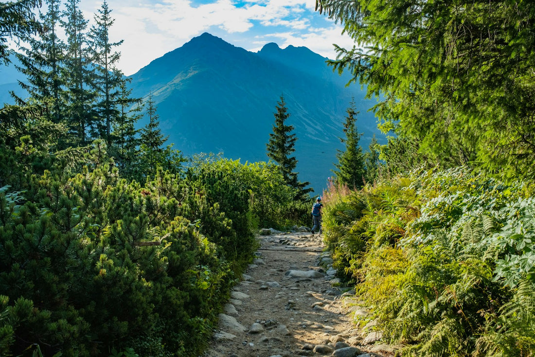 Hiker walking a sunlit mountain trail
