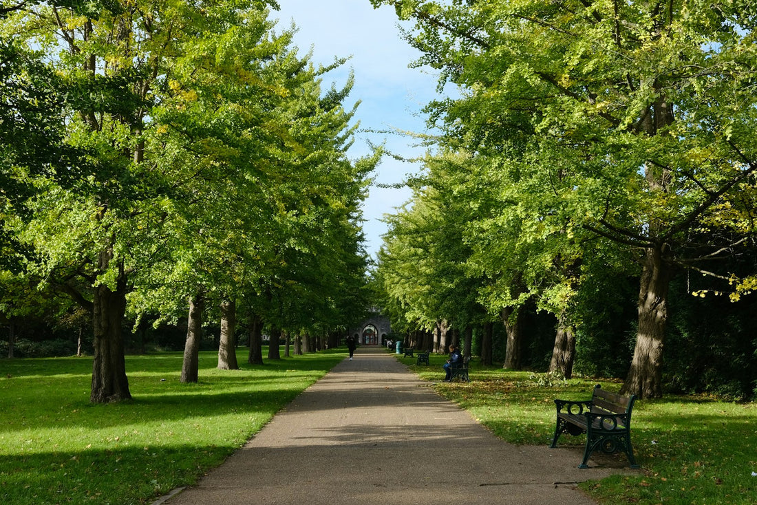 A tree-lined park path on a bright day, a place for an after-meal walk
